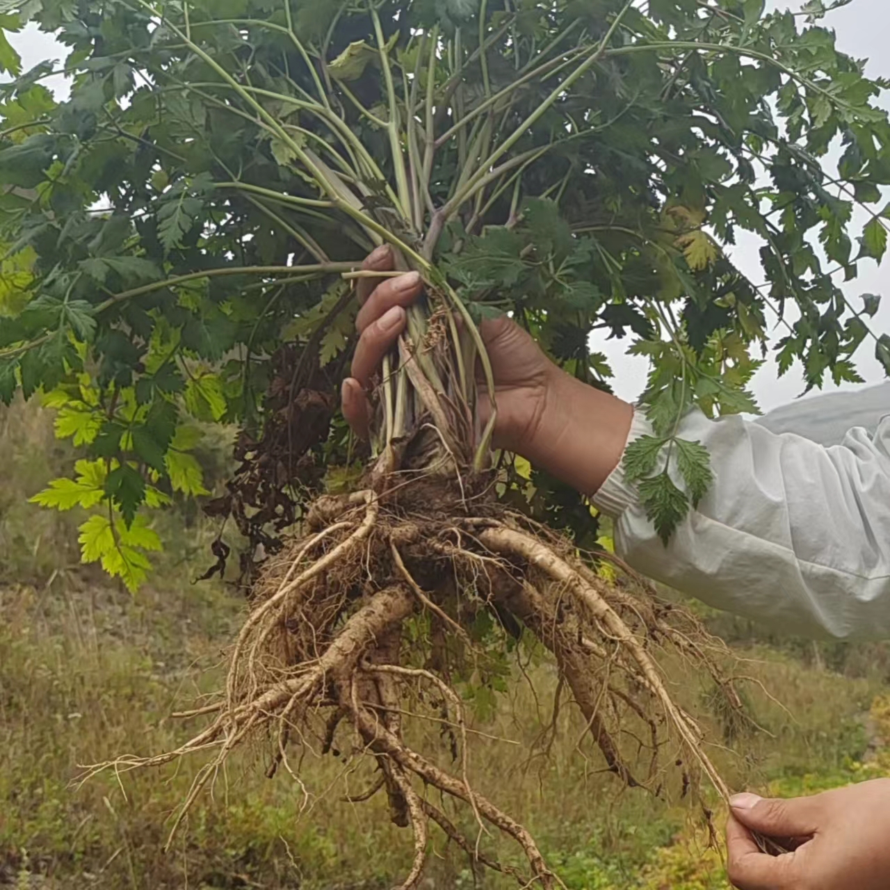 甘肃岷县当归新货无添加整条当归