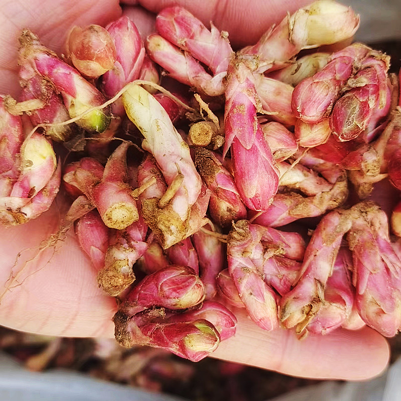 野外采挖冬花款冬花500克包邮新货无添加