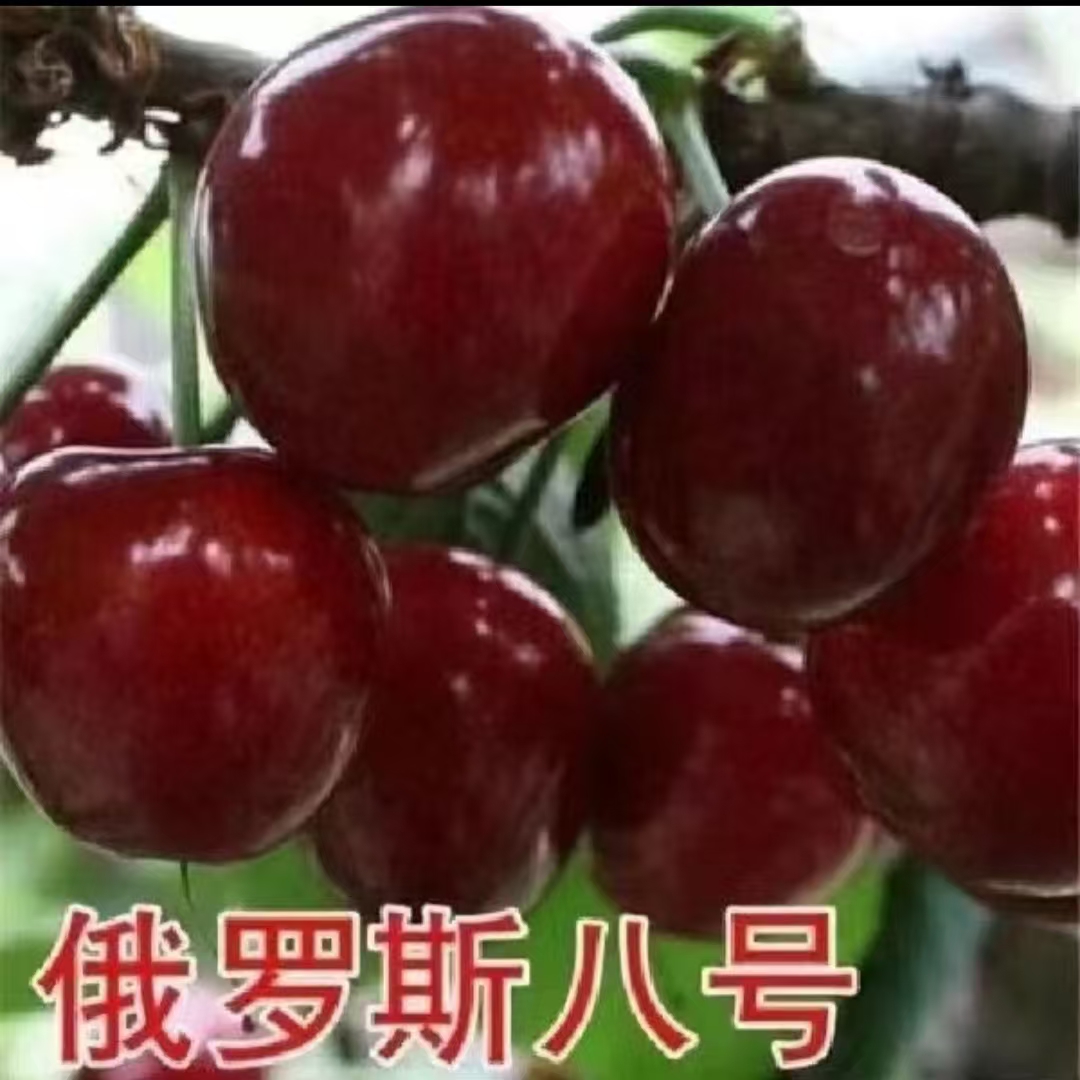 嫁接正宗车厘子大樱桃抗寒耐热产量高