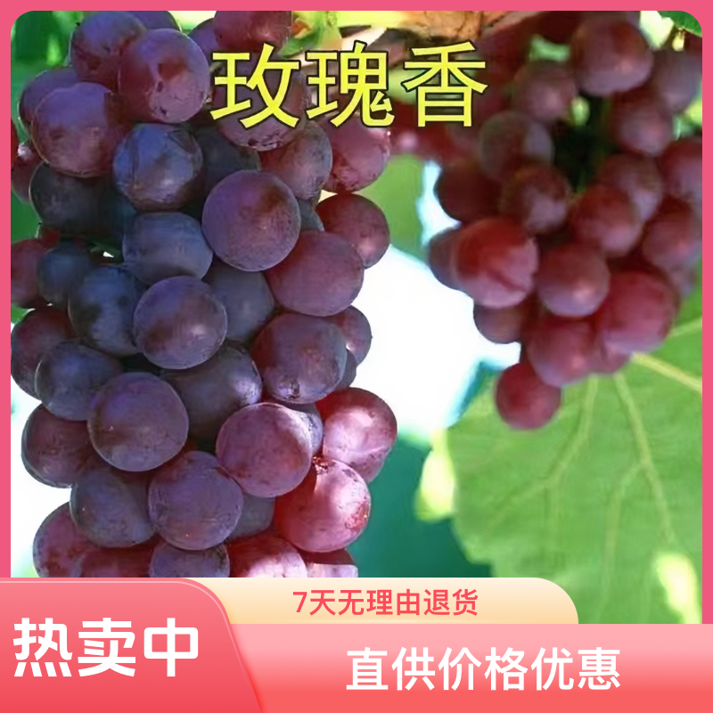 玫瑰香葡萄树苗抗寒耐热产量高