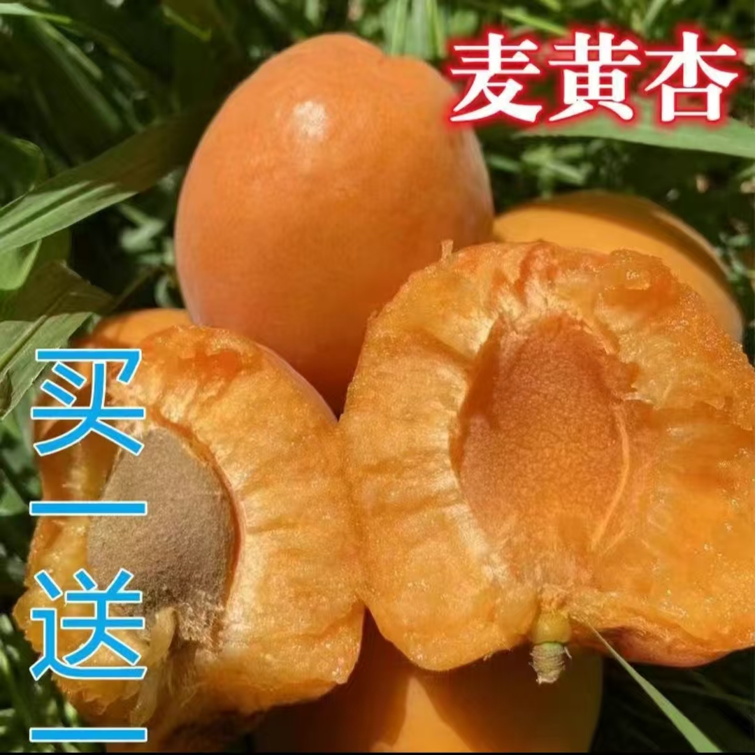 嫁接正宗麦黄杏树苗，抗寒产量高