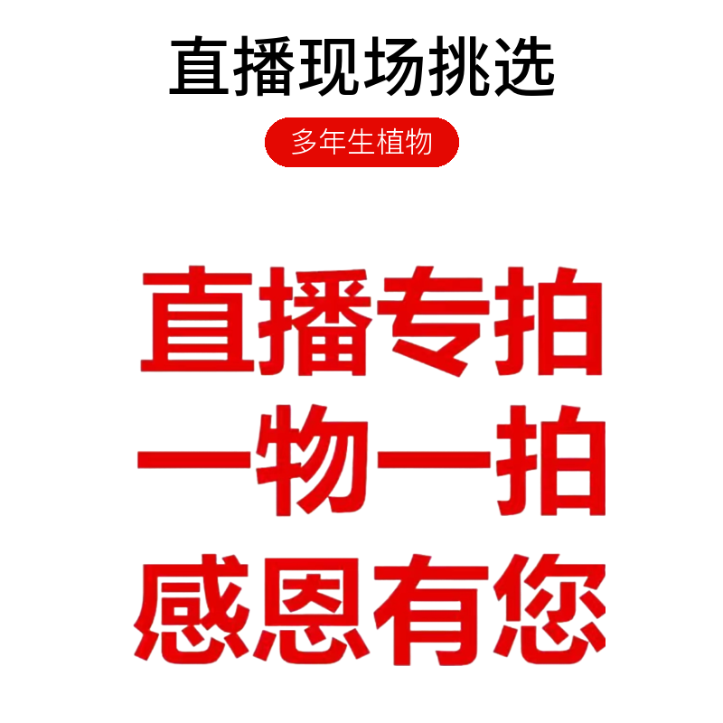 一物一拍直播现场挑选各种果树苗