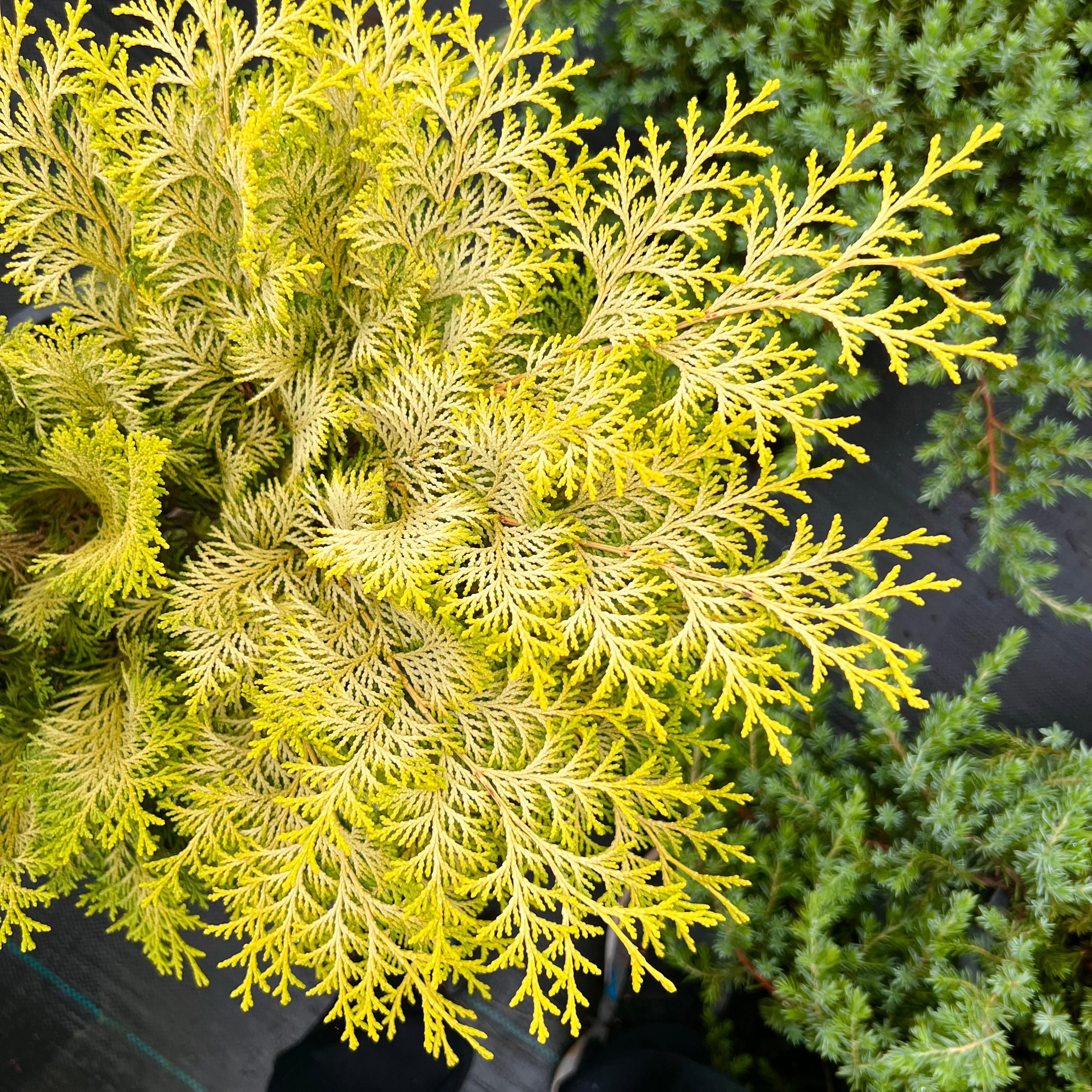 日本扁柏“克里普斯”crippsii金色针叶树柏树庭院阳台四季常绿