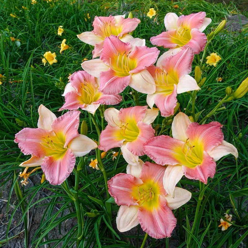 进口【大花萱草】1加仑宙斯花园多季开花庭院宿根绿植地栽盆栽植