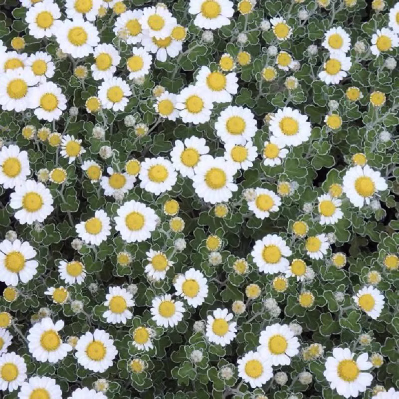 足摺野路菊 宙斯花园多年生耐热好养观赏庭院花园植物