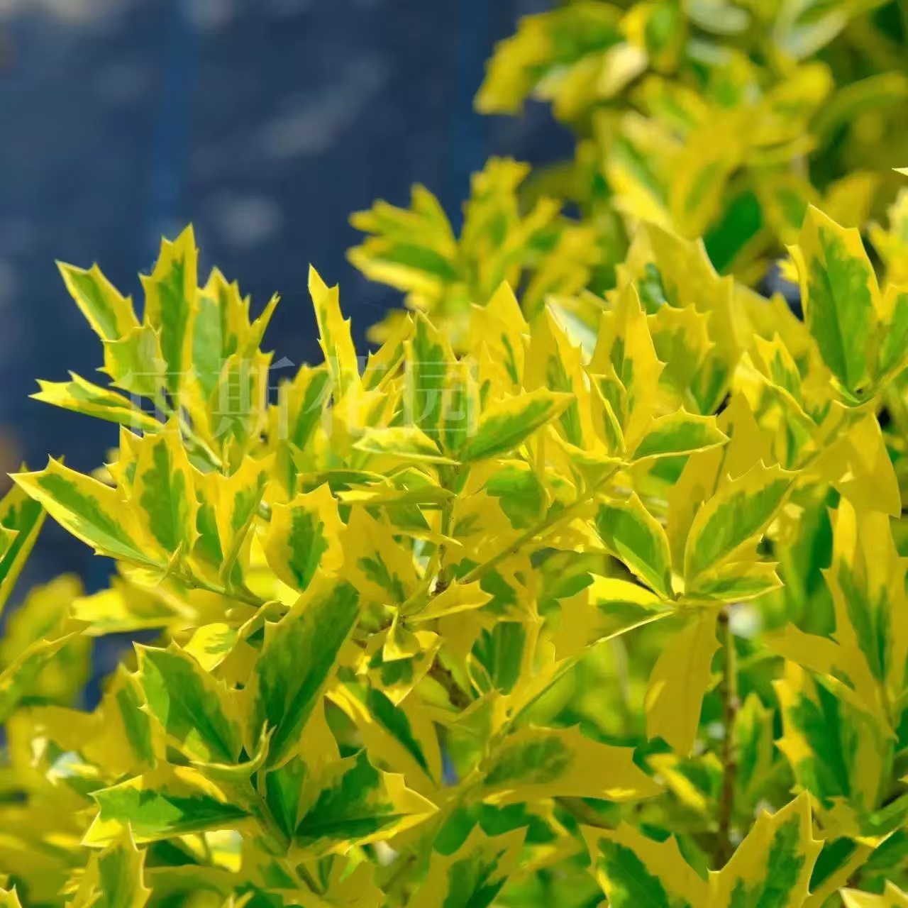 橡叶冬青皇帝liexSolar Flare 金叶红果耐热耐寒庭院阳台盆栽