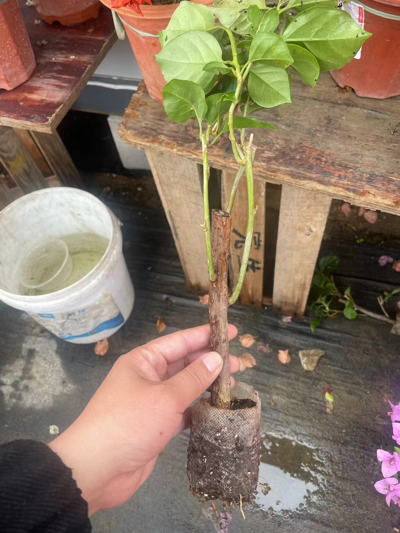 随机三角梅品种苗一颗