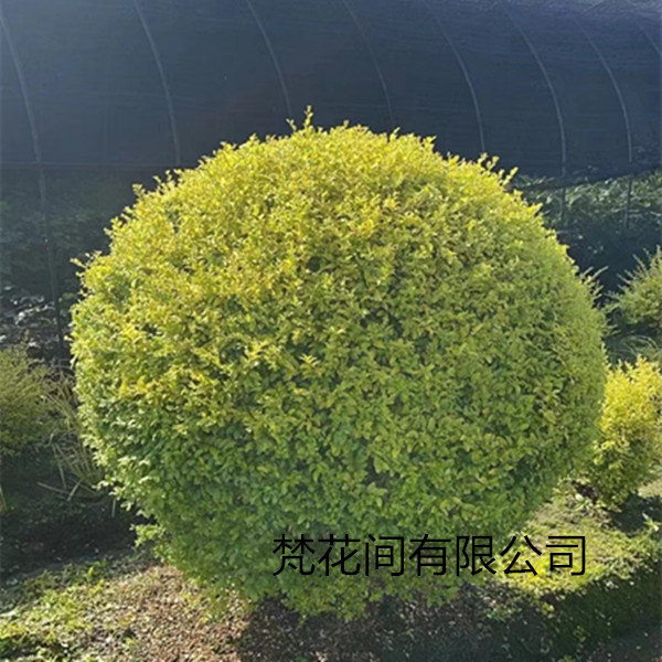 庭院别墅圆球花园花坛花镜搭配球形苗木绿化造型盆景植物耐寒耐热