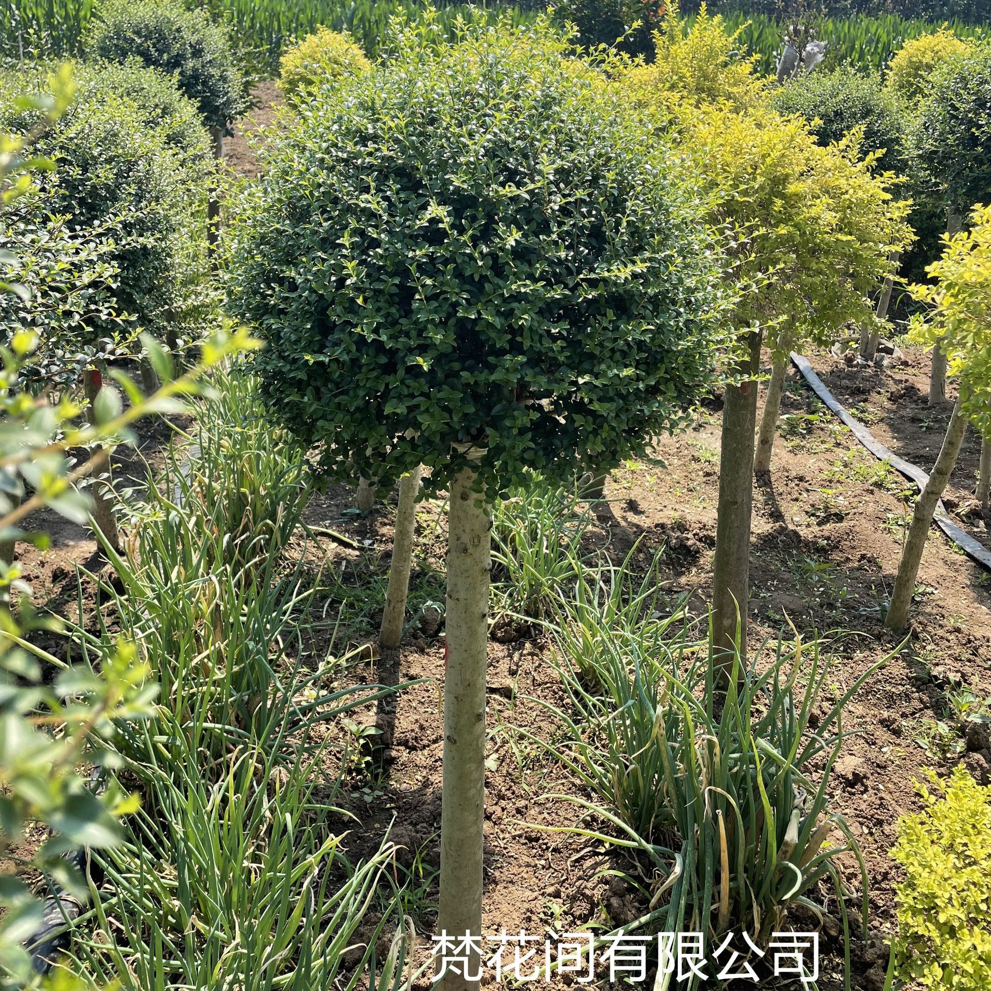 川滇蜡树棒棒糖造型树单杆圆球形别墅庭院植物花镜设计盆栽搭配 