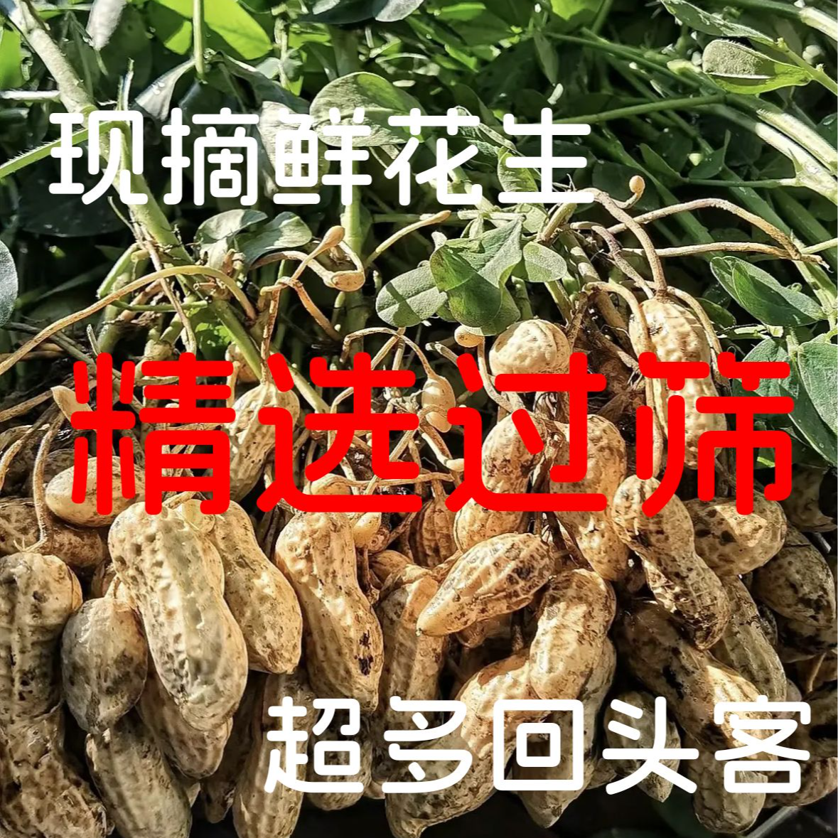 【过筛精选手挑果】鲜花生湿花生5斤盒装