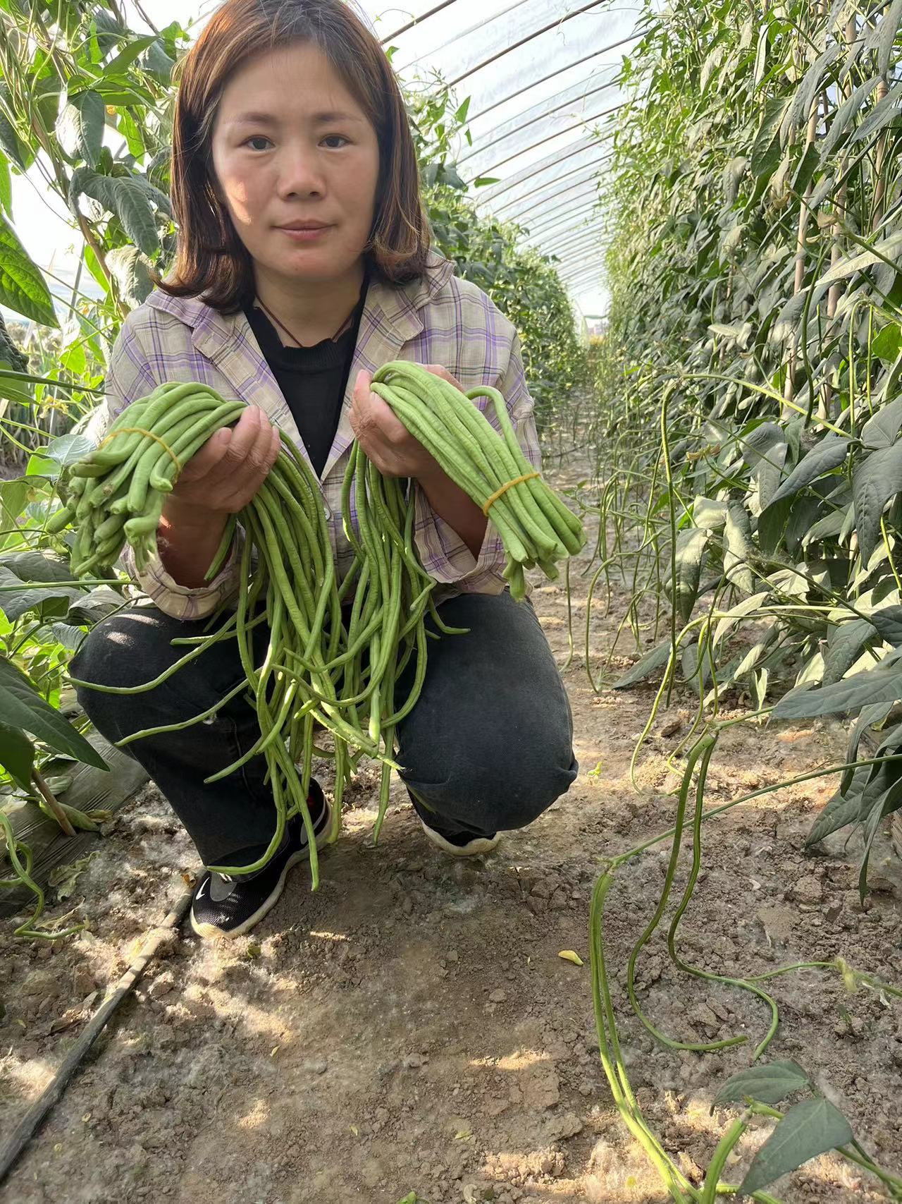 当天现摘长豆角4斤新鲜蔬菜3斤嫩豇豆现摘青豆角可腌制酸豆角