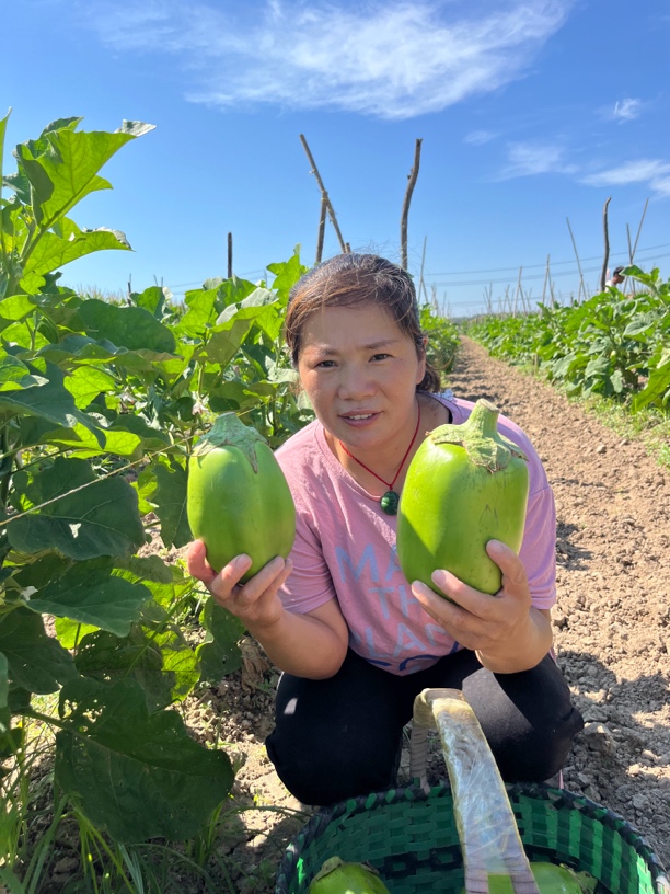 当季新鲜青皮茄子河南周口鲜茄子农家种植新鲜采摘3斤装5斤装