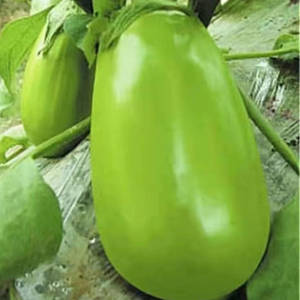 河南特产新鲜青茄子现摘时令蔬菜农家绿茄子鲜嫩3斤装5斤装