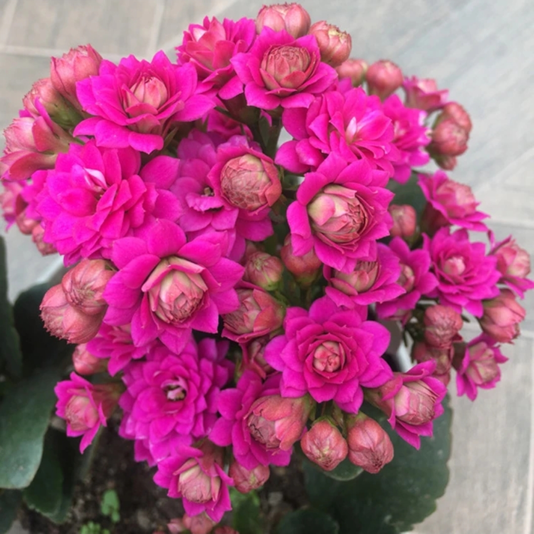 130盆【维多利亚】紫色重瓣 年宵花 精品室内阳台盆栽 新手小白