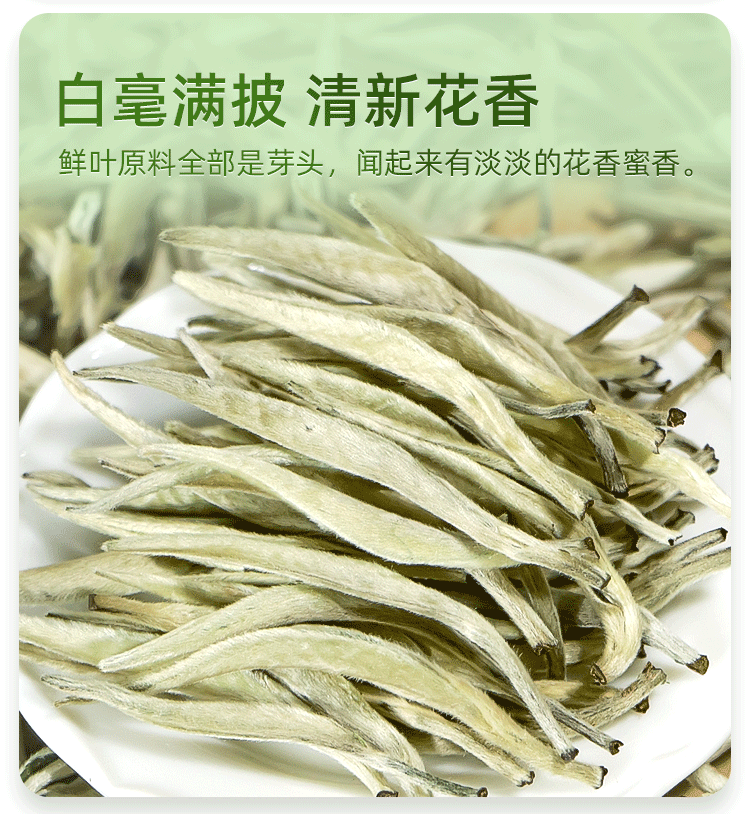 2024年采摘云南白茶特级白毫银针景谷单芽嫩芽白毫月光白茶春茶