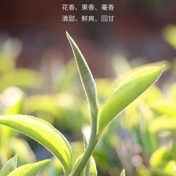 月光白白茶云南白茶礼盒月光美人原料白牡丹白茶大叶一叶高海拔