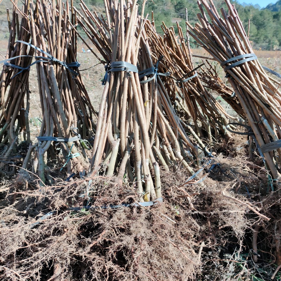 【二年生苞谷李苗广西区外包邮】南丹特产苞谷李苗