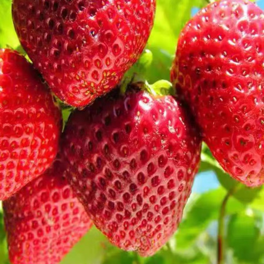 （同城当日达）新鲜应季红颜99草莓大果安徽省