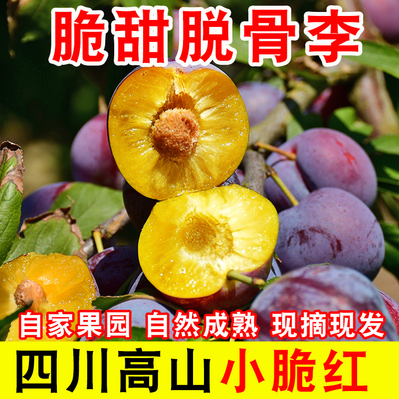 四川高山脆红李青红脆李甜脆脱骨李子当季水果整箱青脆3/5斤