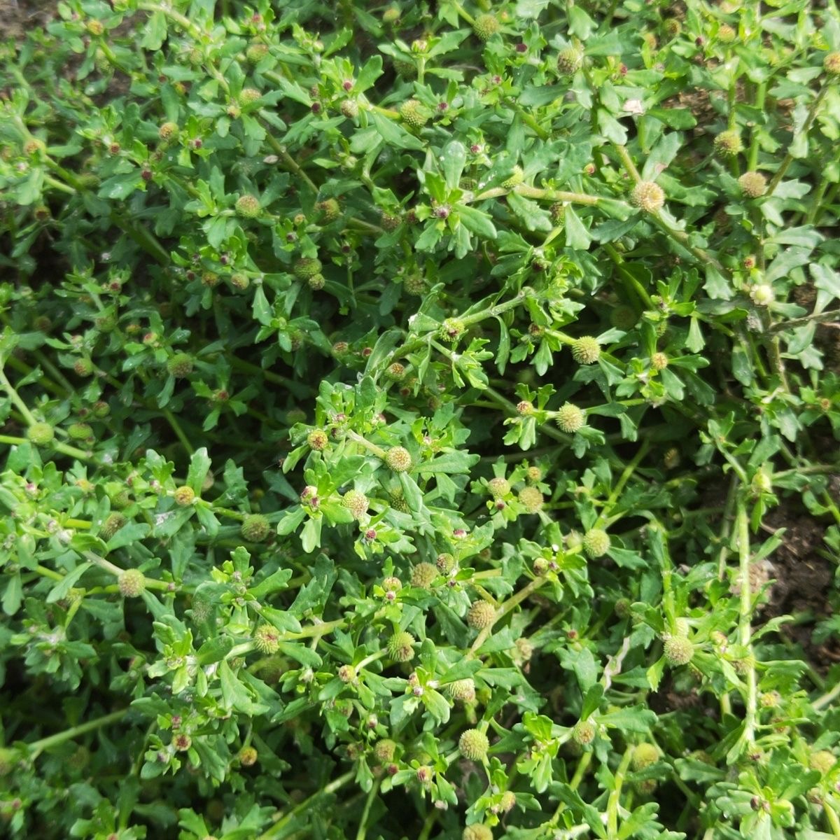 沂蒙山野生鹅不食草新鲜鹅不吃草200克食用叶菜类认证