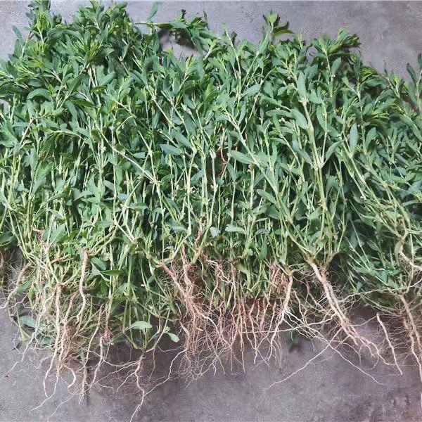 萹须草猪牙草扁须草整颗