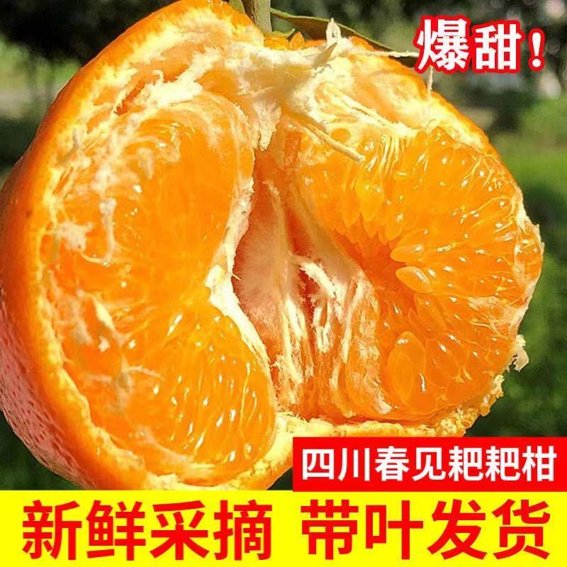 专属福利【坏果包赔】四川春见耙耙柑8斤包邮
