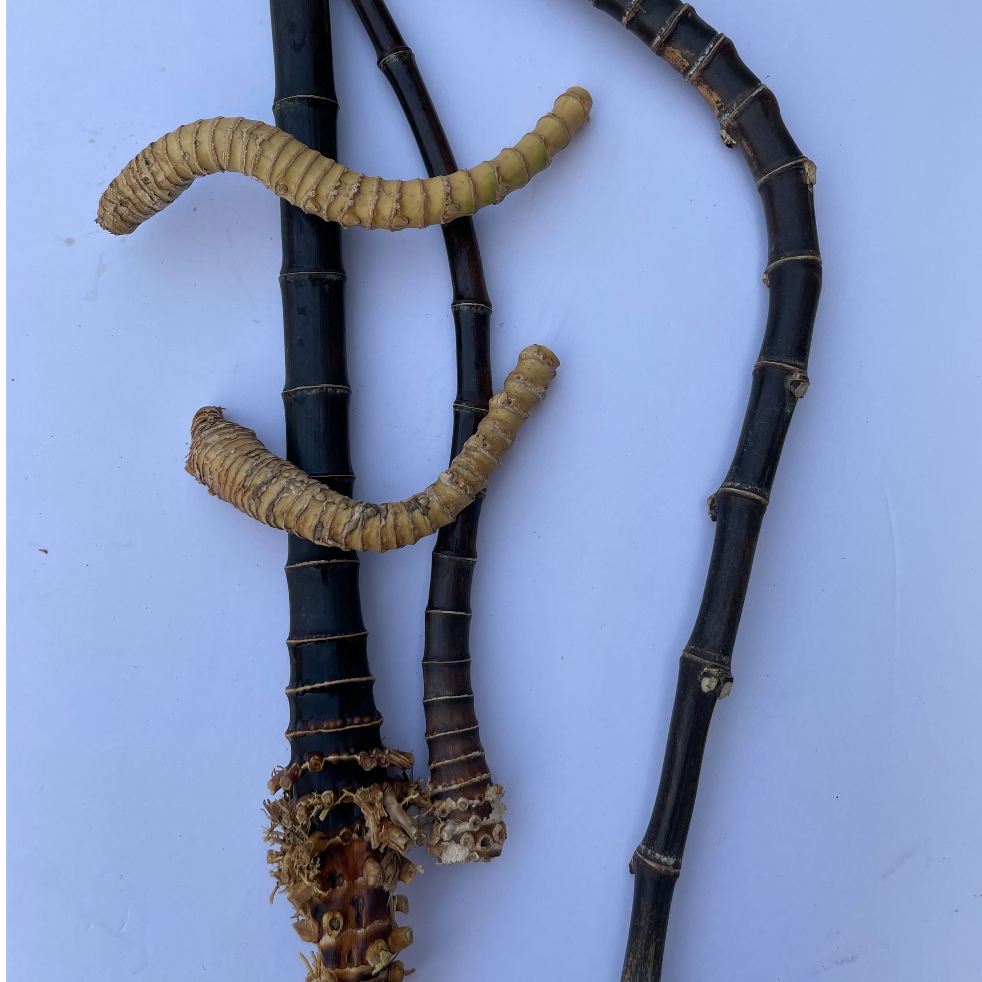 竹狼黑竹金竹紫竹毛料专拍【直播间专拍，勿拍】