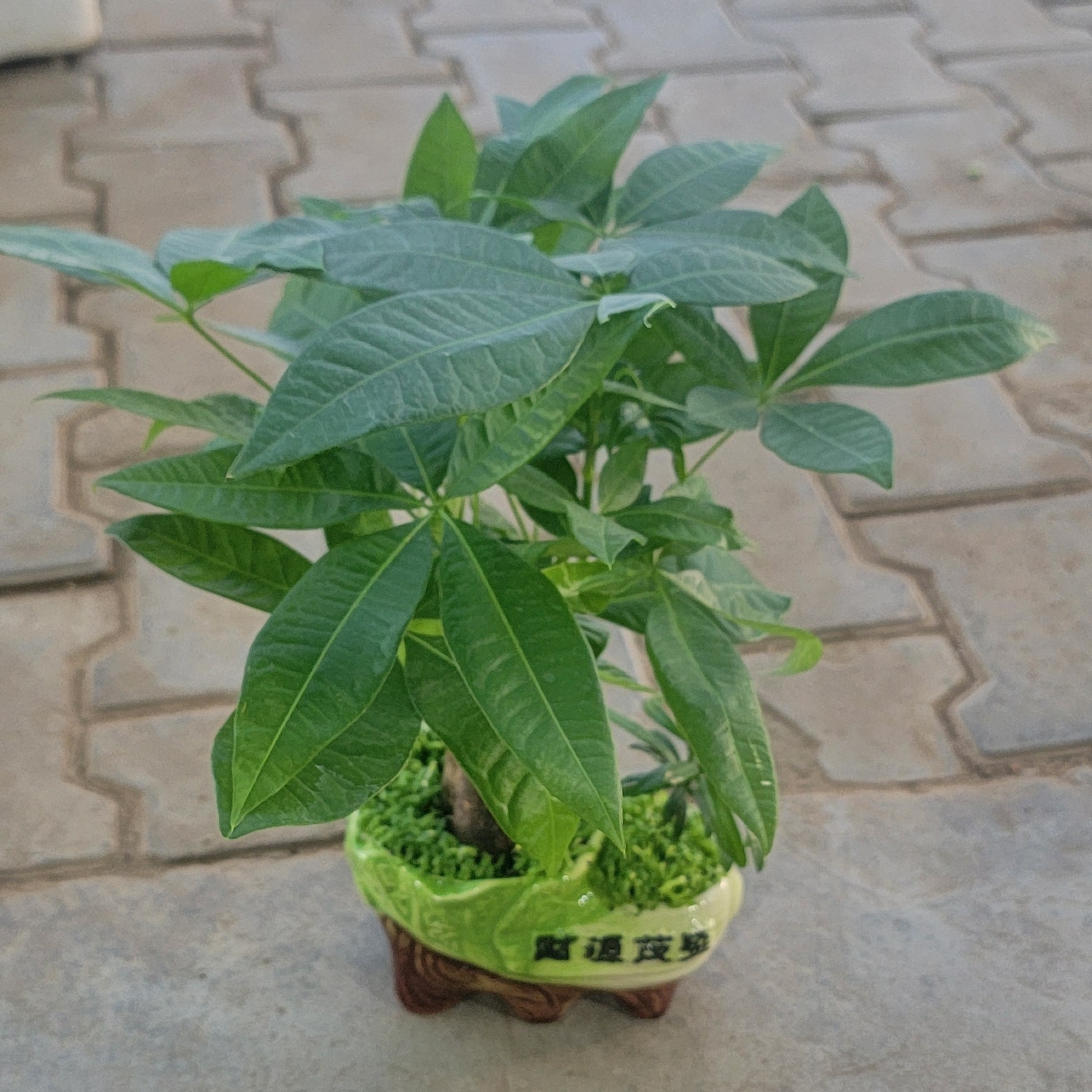 财源广进陶瓷盆发财树高35cm赠肥料及养护知识