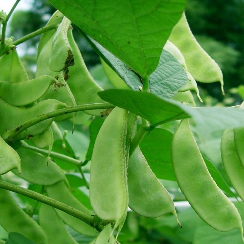 高产扁豆种子绿眉豆种籽爬藤庭院爬藤易种春夏秋季蔬菜种孑菜籽种