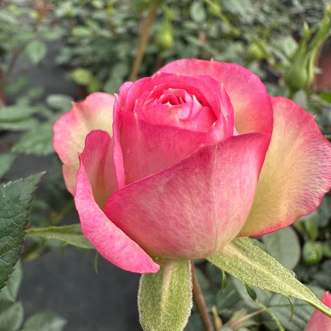 【小艾莎】白色打底粉色花边多季节重复开花月季花云南基地直发好养