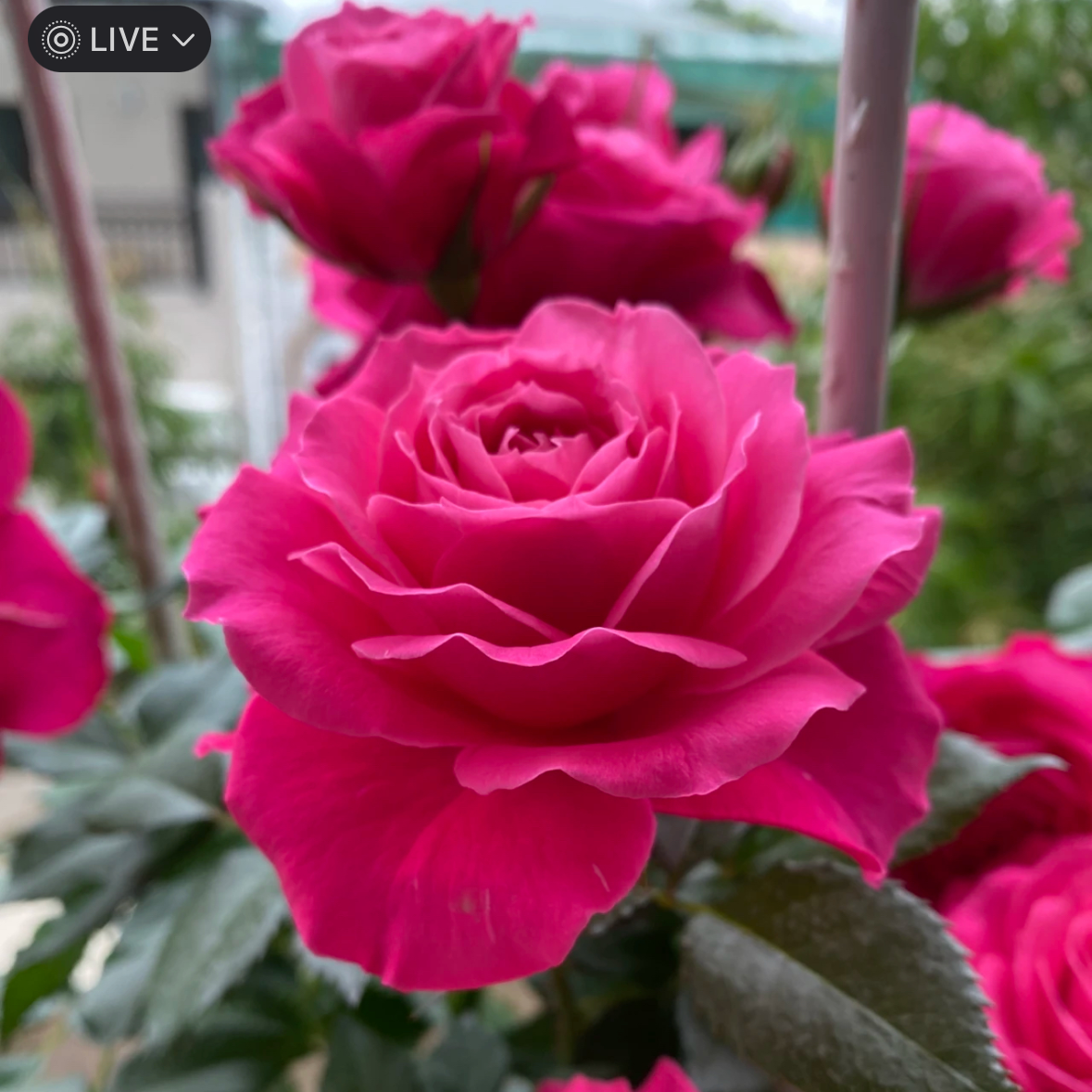【维密花园】玫红色月季花多季节重复开花绿植盆栽云南基地直发