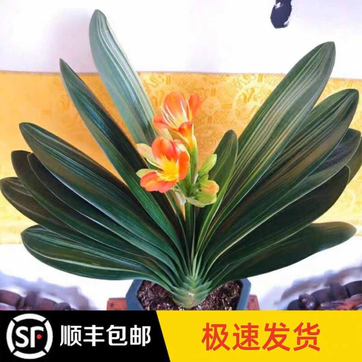 带花包君子兰年宵花阳台客厅庭院花卉室内盆栽好养易活叶片微瑕