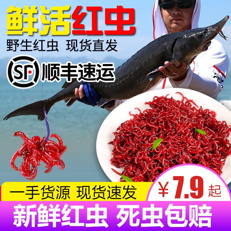 【小扬哥爆款】 【小扬哥爆款】鲜活红虫特大号公虫活体活饵喂鱼k