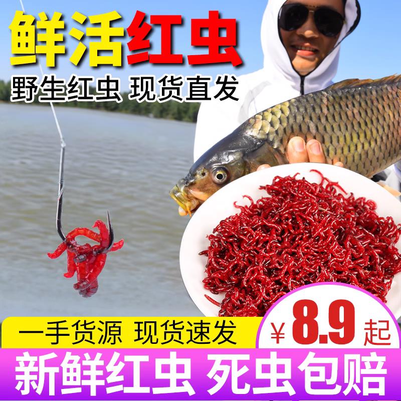 【邓老师推荐】特大号红虫鲜活公虫活体活饵喂鱼饵拉饵鲫鱼野钓饵