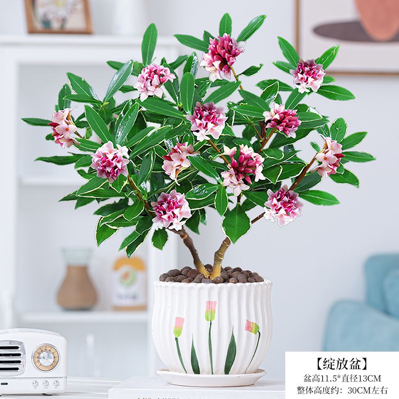 瑞香  一物一拍 直播间 专属链接 （留手机后 四位）