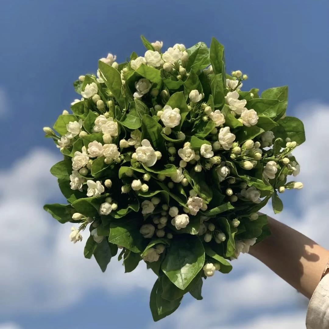 【茉莉花】茉莉花 送君茉莉 愿君莫离 |全场任意满两单鲜花顺丰包邮
