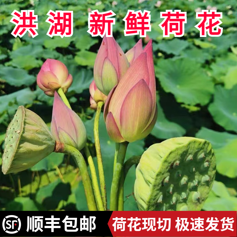  新鲜荷花观赏莲花真鲜花水生花卉花骨朵切花花苞插花  5g