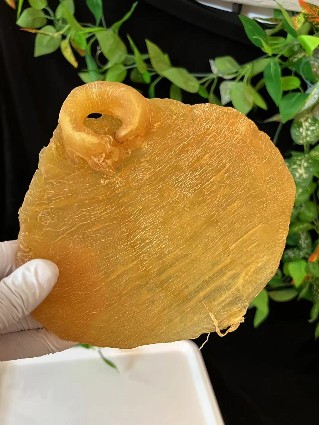 （雪润堂）正南赤嘴母老胶收藏级升值
