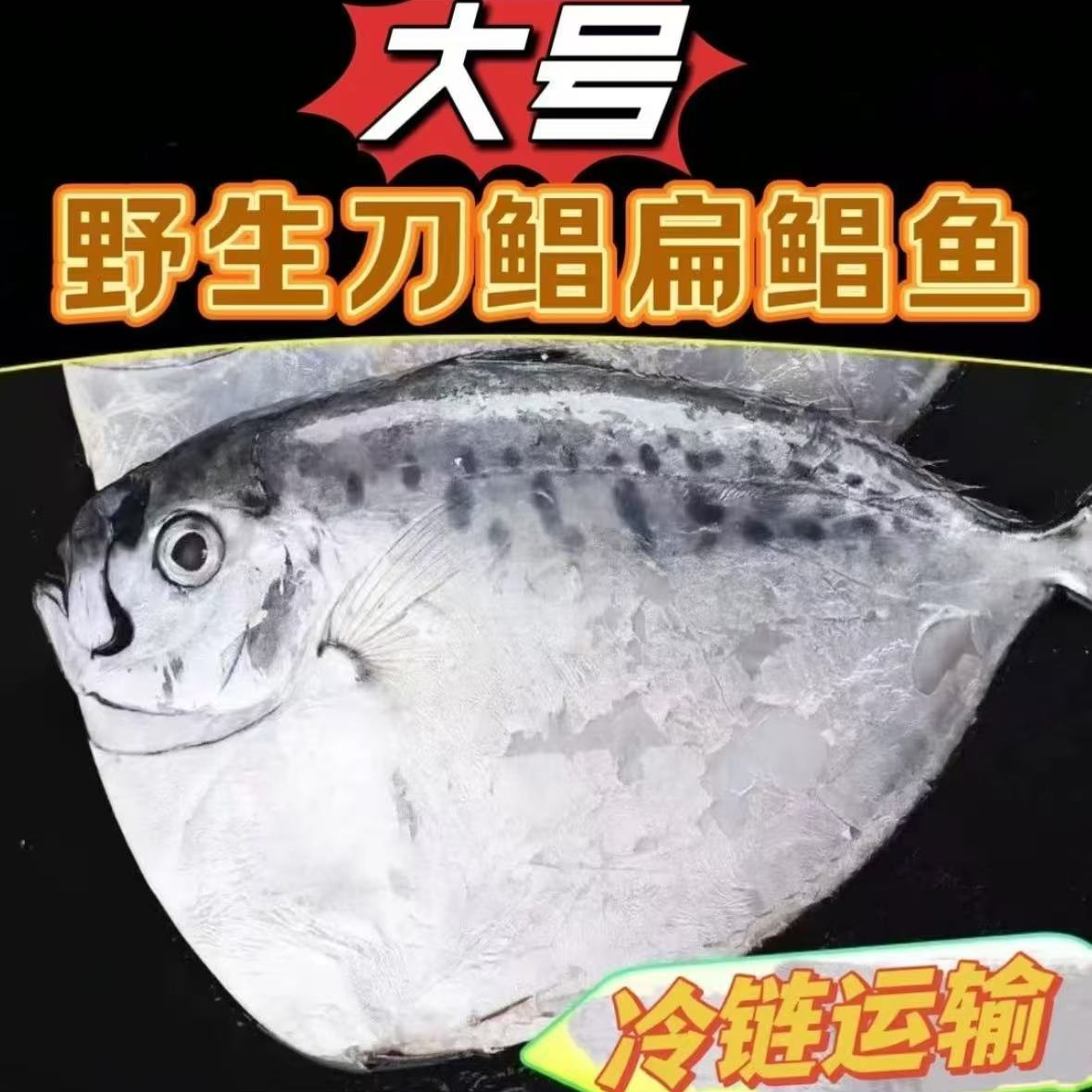 5斤装【半斤一条】野生海鲳鱼银鲳鱼刀鲳鱼白鲳鱼顺丰