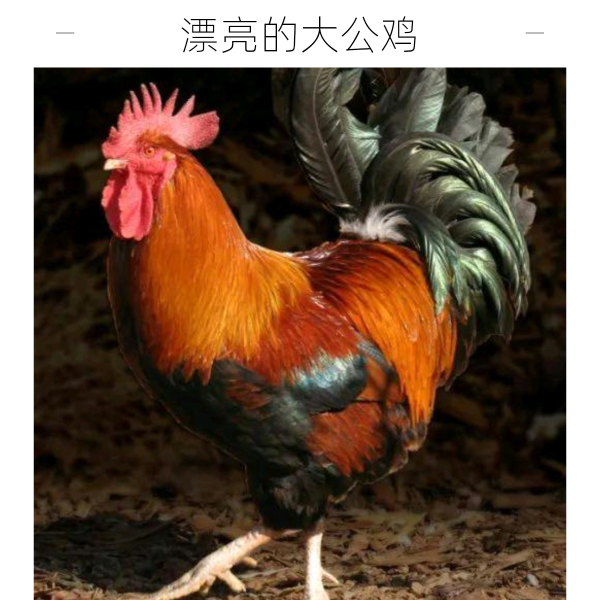 农村散养溜达鸡！