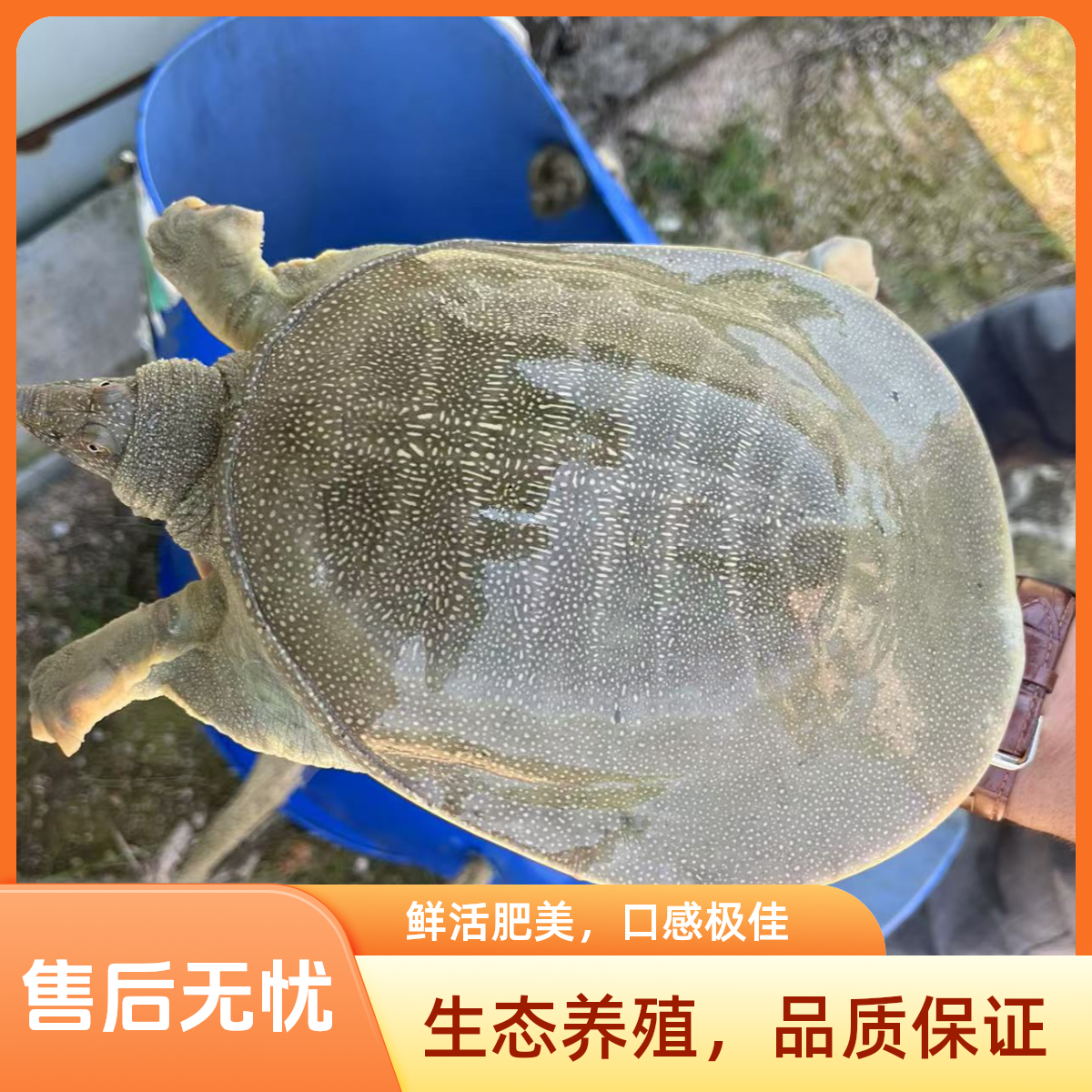 【2只合计3.5-4.5斤】外塘青黄背白底生态鲜活甲鱼顺丰包邮包活