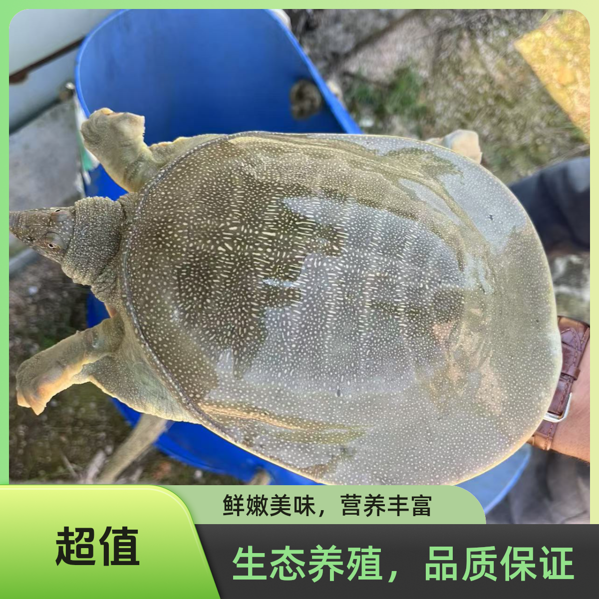 外塘青黄背白底生态鲜活甲鱼顺丰包邮包活