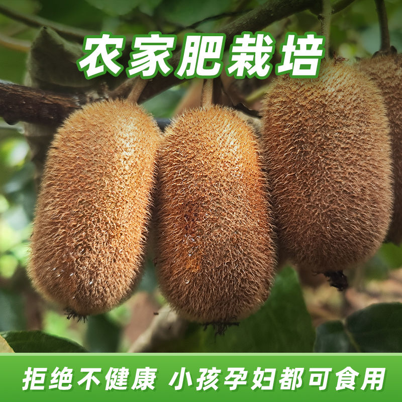 修文猕猴桃贵州修文贵长猕猴桃单果70g-90g中果盒装净重5斤/10斤