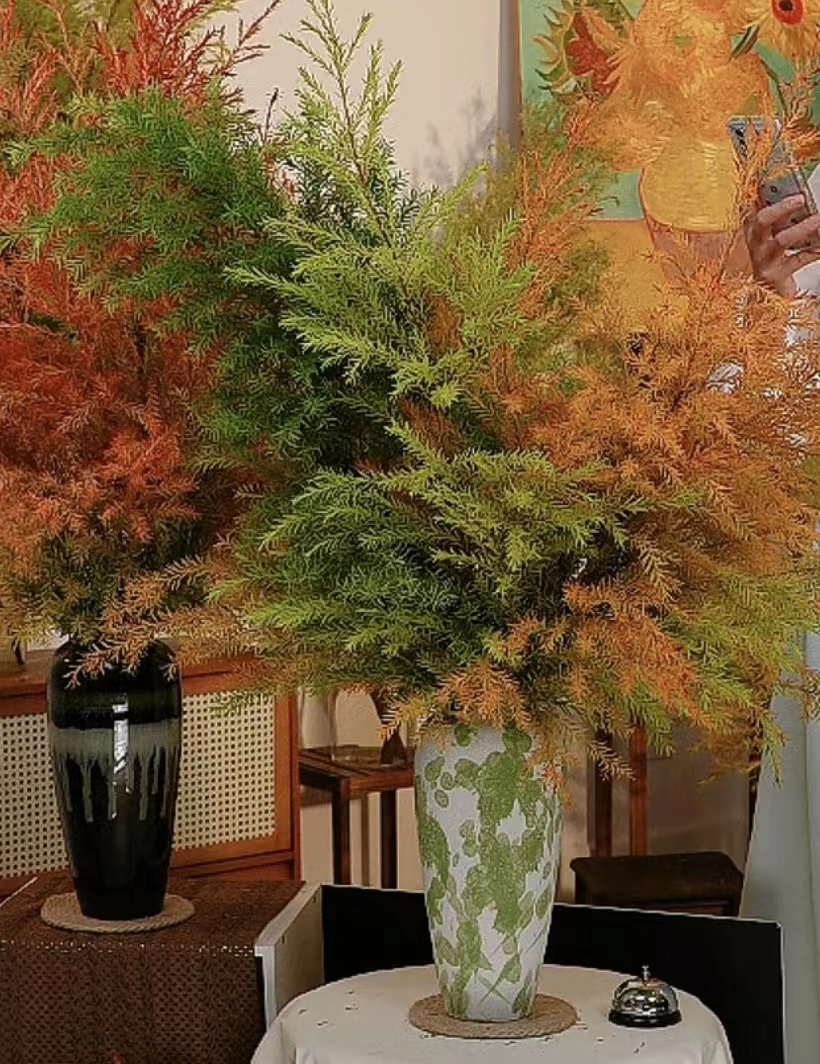 水培绿植千层金一扎颜色不指定