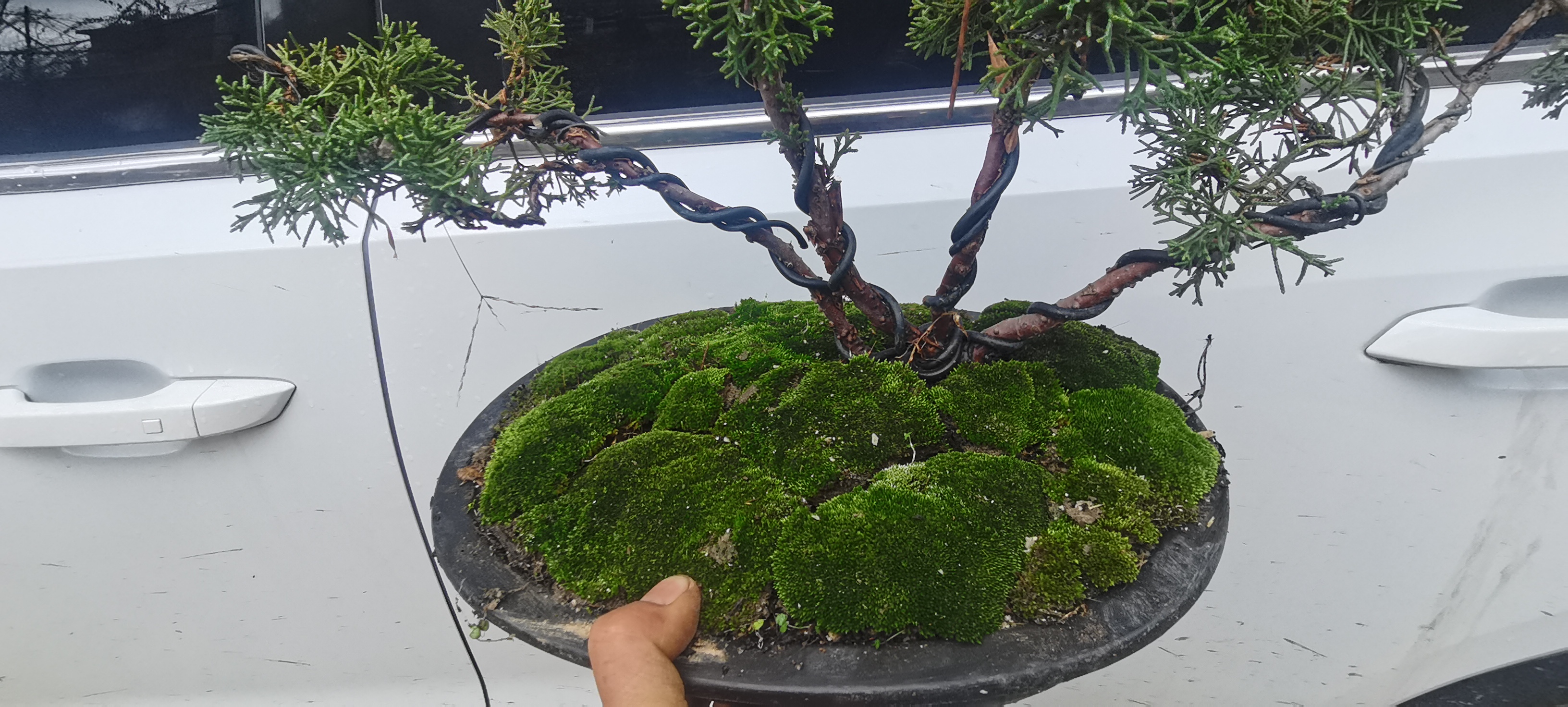 苔藓 园艺专用，假山点缀。
