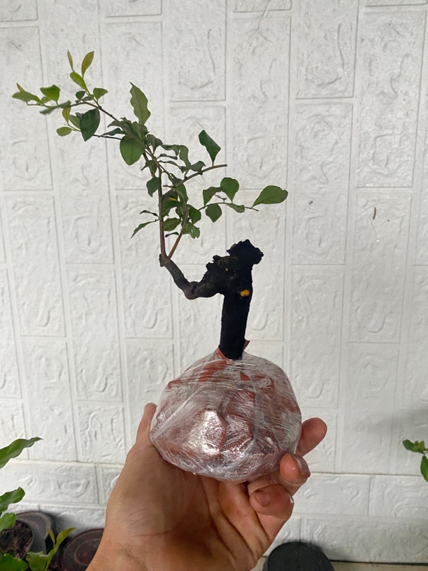 金弹子盆景素材熟庄1958