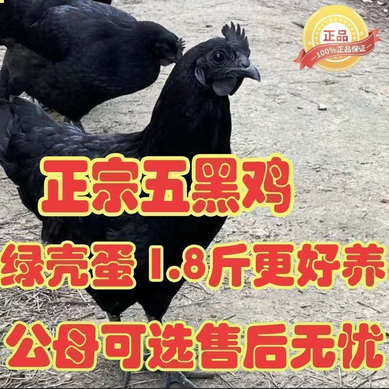 好养1.5斤发货五黑鸡乌骨鸡幼鸡高产绿壳蛋鸡五黑一绿黑包活到家