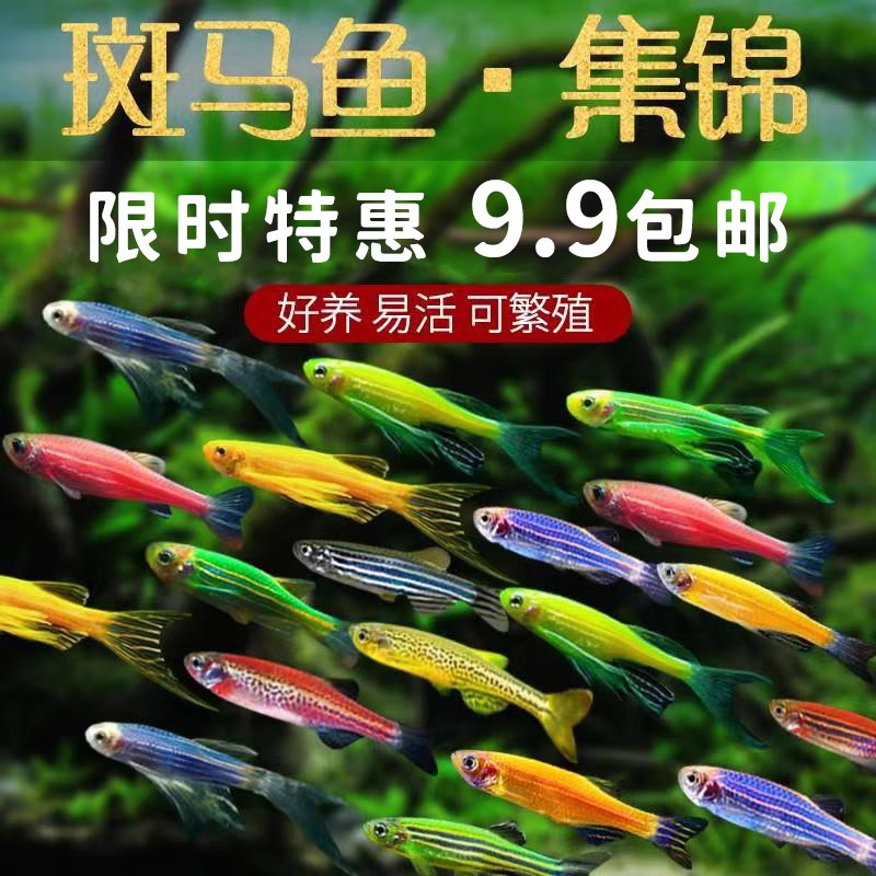 斑马鱼型混养热带小型观赏鱼冷水淡水鱼直播直销活体饲养发货养殖