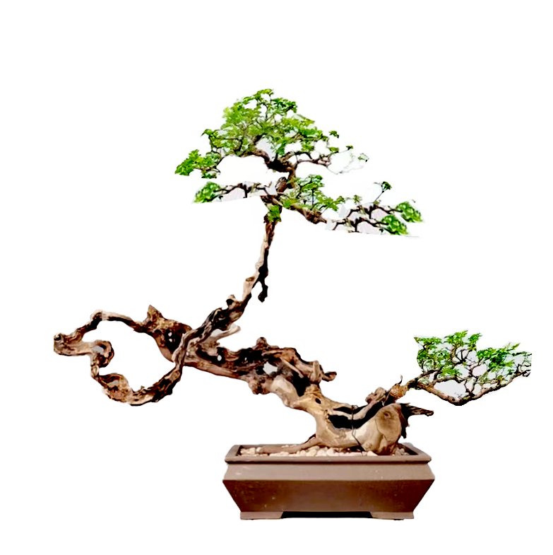 黄荆老桩碳化舍利薄皮镂空直播间一物一拍（直播间付款连接）