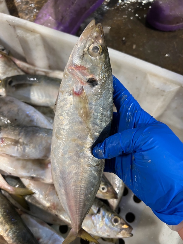 连云港发货 新鲜巴浪鱼8斤包邮 半斤左右一条